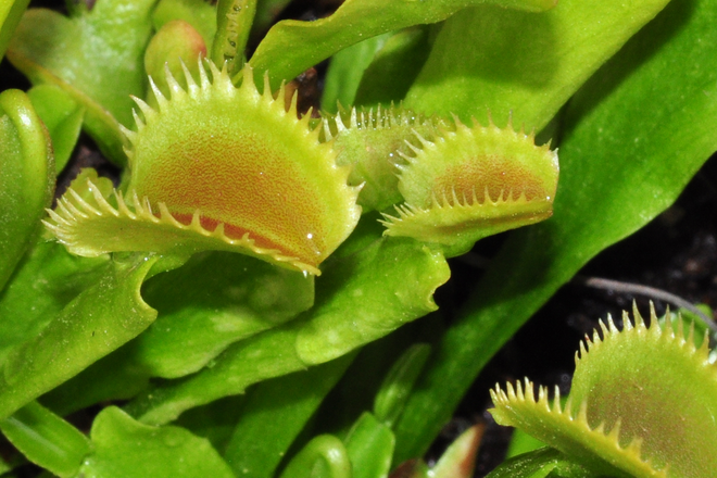 Dionaea muscipula 'Sawtooth' / Pot 4