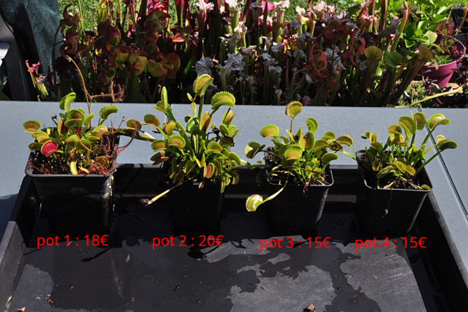 Dionaea muscipula 'Sawtooth' / Pot 4