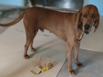   : Remington