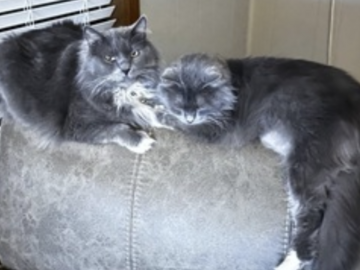   : Lulu and Samson