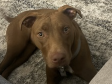   : Bella 