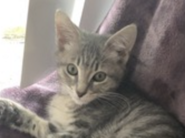   : Cleo