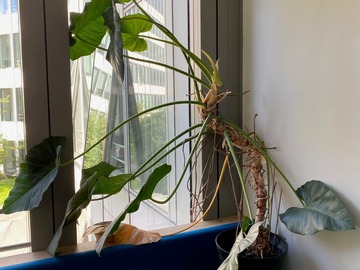 Don: Donne Philodendron giganteum