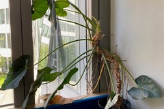 Giving away: Donne Philodendron giganteum
