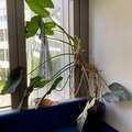 Giving away: Donne Philodendron giganteum