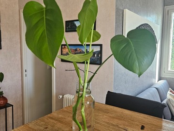 Echange: Monstera deliciosa 