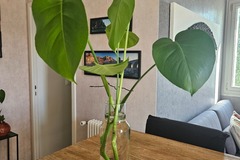 Exchange: Monstera deliciosa 