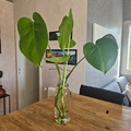 Exchange: Monstera deliciosa 