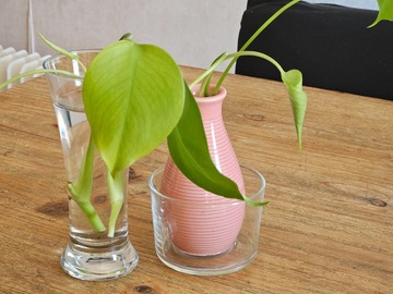 Echange: bouture de monstera deliciosa 