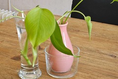 Exchange: bouture de monstera deliciosa 