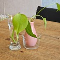 Exchange: bouture de monstera deliciosa 