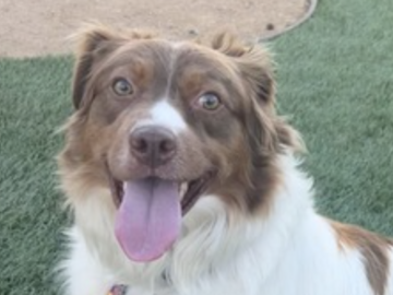   : Nala