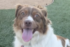   : Nala