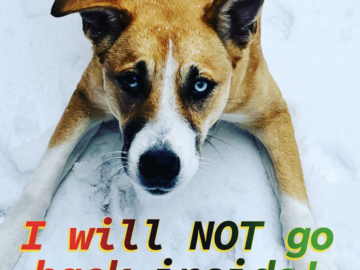 Wellness Session Single: Walking your dog & working out...at the same time! with Valerie
