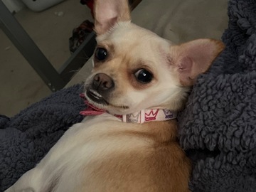   : Cannoli