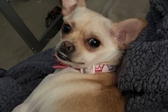  : Cannoli