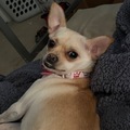   : Cannoli