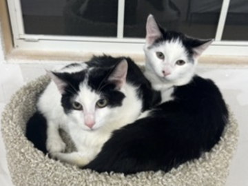   : Binx and Beans