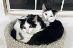   : Binx and Beans