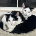   : Binx and Beans