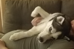   : Mika