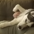   : Mika