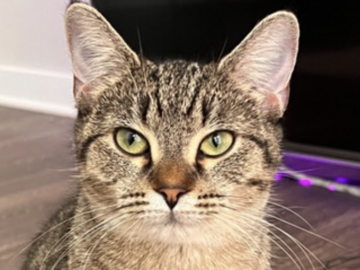   : Bella