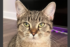   : Bella