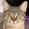   : Bella