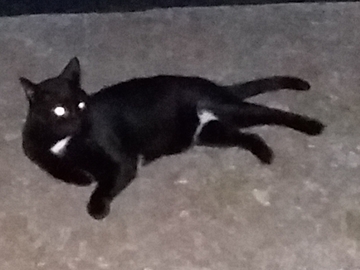   : Blackie