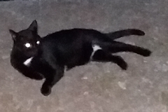   : Blackie