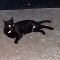   : Blackie