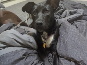   : Harley