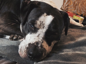   : Jasper