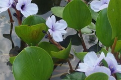 Giving away: Plantes de bassin