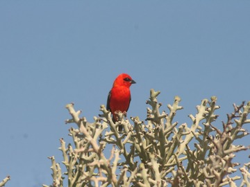 Nature & Wildlife: Birdwatcher's Paradise: Discover Velondriake's Avian Wonders