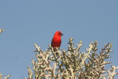 Nature & Wildlife: Birdwatcher's Paradise: Discover Velondriake's Avian Wonders