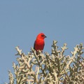 Nature & Wildlife: Birdwatcher's Paradise: Discover Velondriake's Avian Wonders