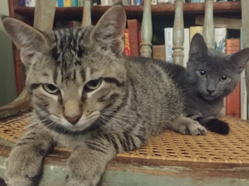   : Dashiell and Raymond