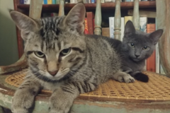   : Dashiell and Raymond