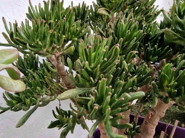 Sales: Crassula Gollum 46 cm plante grasse