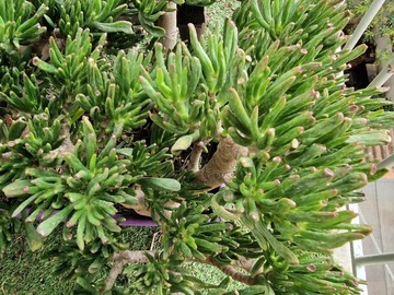 Sales: Crassula Gollum 40 cm plante grasse