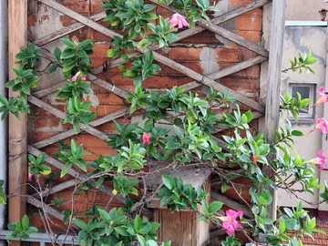 Sales: Dipladenia 80 cm