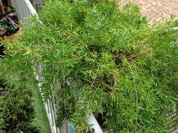 Sales: Asparagus Sprengeri diamètre 56 cm