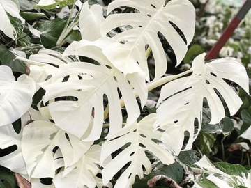 Vente: Monstera blanc Alba 3 graines plantes d'intérieur