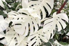 Sales: Monstera blanc Alba 3 graines plantes d'intérieur