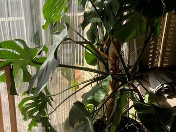 Vente: Monstera Deliciosa