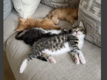   : Three Kittens