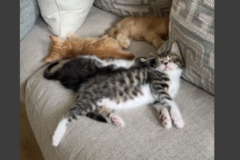   : Three Kittens