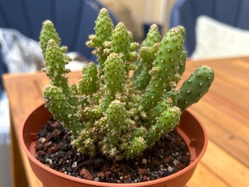 Vente: Cactus Opuntia monacantha